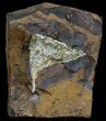 Fossil Ginkgo Leaf From North Dakota - Paleocene #59005-1